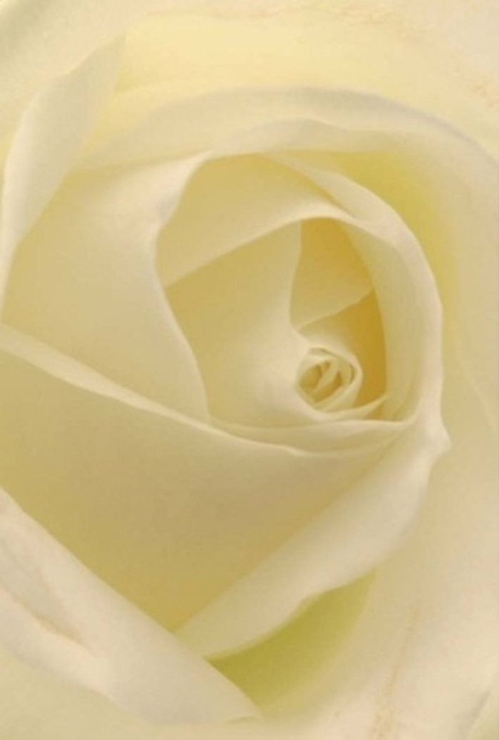 A close, almost meditative look at a classic white rose reveals a dance of creamy hues and layered softness, each petal folding into the next with seamless tranquility. This composition radiates gentle sophistication, reflecting the understated elegance often sought by families in Langley or wedding parties at Slough's intimate venues. The luminous interplay of white and pale cream seems to glow from within, perfectly catching the ambient daylight in a way reminiscent of peaceful walks along the Grand Union Canal. As a florist, the near-perfection of its spiral core suggests an enduring resilience and purity-a wordless expression suitable for apologies, declarations of love, or a quiet centrepiece evoking grace at a gathering. The delicate gradations in shade and the barely-there shadows give the rose an extraordinary sense of natural depth, further heightened by the imagination of its clean, gentle scent. This flower's timeless beauty, captured by Flowers Slough's practiced hands, makes it an ever-relevant choice for any local milestone, radiating calm and unspoken comfort.